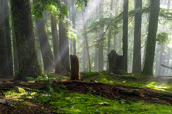 Green Rays of Autumn