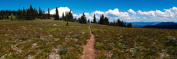 Wild Heather