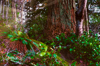 Bowen Island