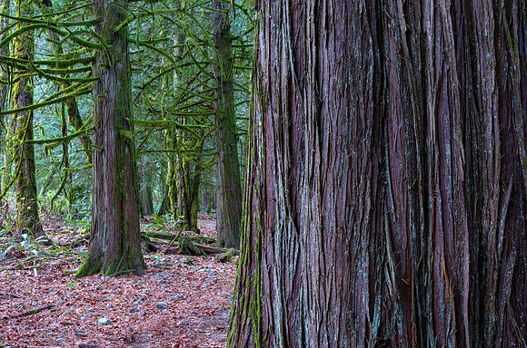 Forlorn Woods