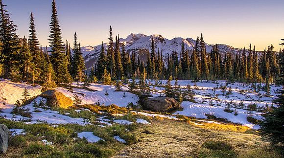 Taylor Meadow Glow