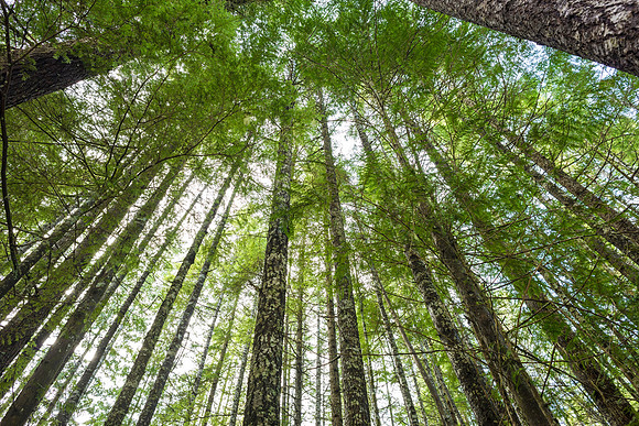 Canopy Green