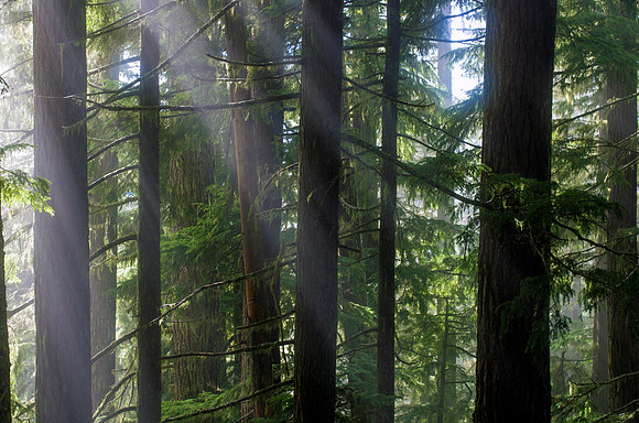 Afternoon Rays
