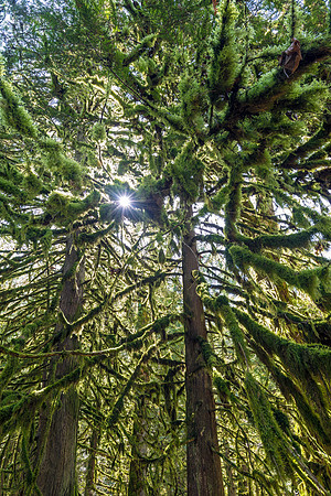 Green Star