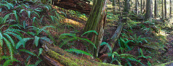 Forest Forms