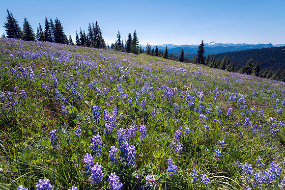 Alpine Lupines