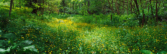 Meander the Meadow