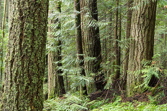 Leaning Woods