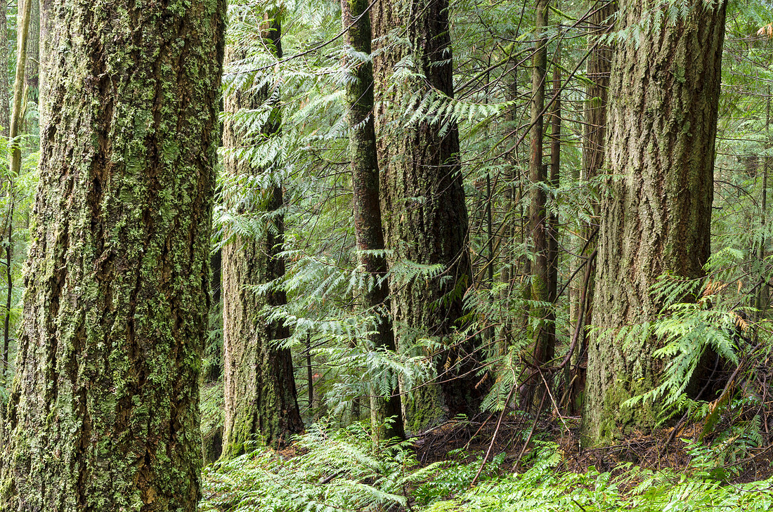 Leaning Woods