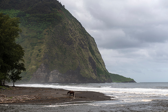 Waipio Wilde