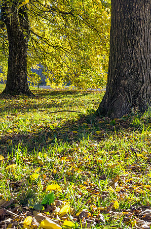 Golden Afternoon