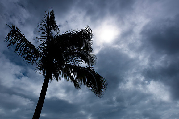 Palm Storms
