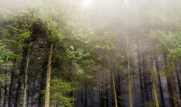 Fog Stomp