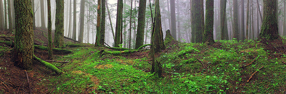 Elk Rain