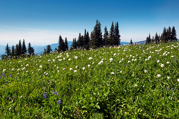 Blissful