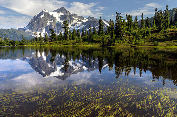 Shuksan Reeds