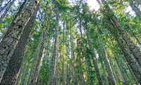 Forest Frame