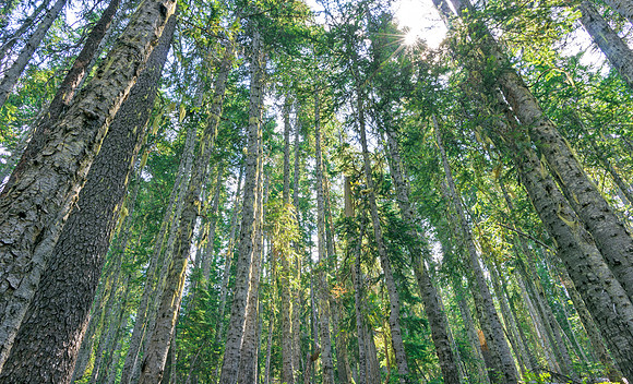 Forest Frame