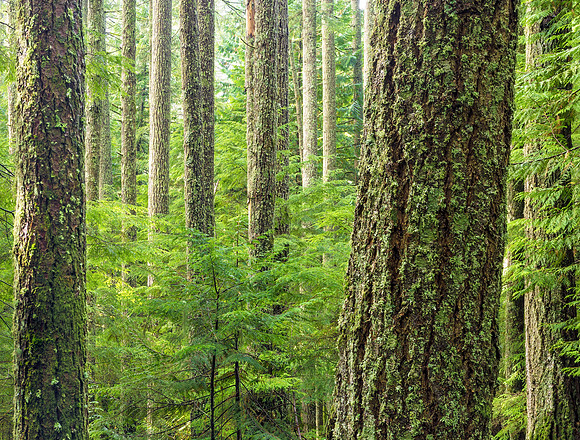 Standing Cedars